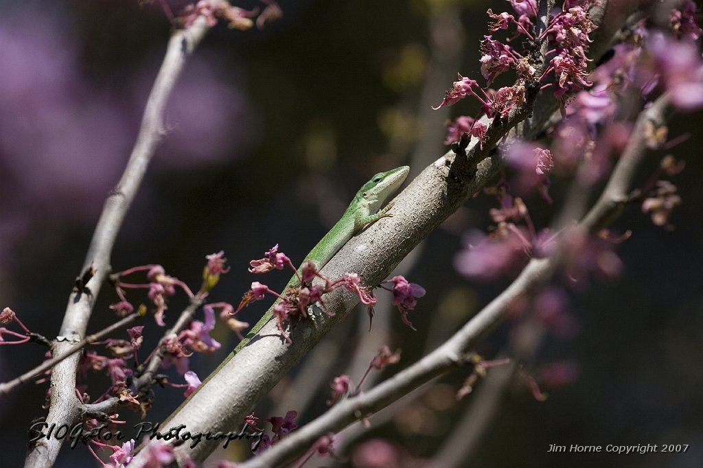 lizard-032308-02.jpg