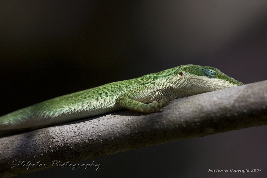 lizard-032308-06.jpg