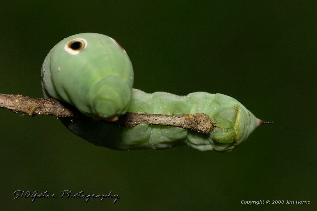 green-worm-090108-0.jpg