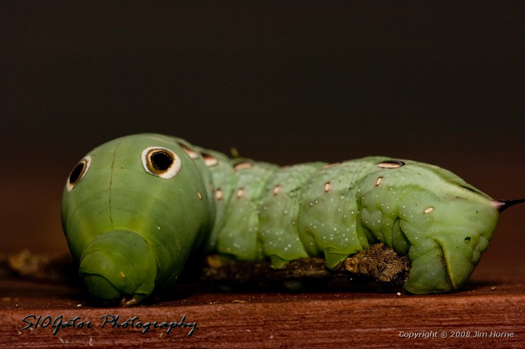 green-worm-090108-3.jpg