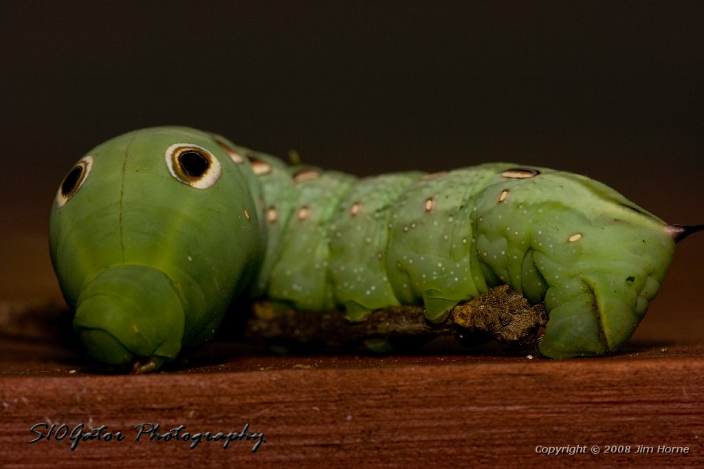 green-worm-090108-4.jpg