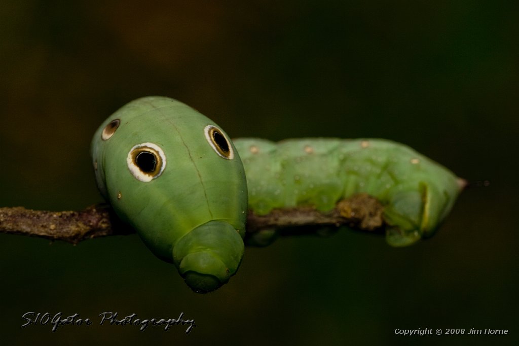 green-worm-090108-6.jpg