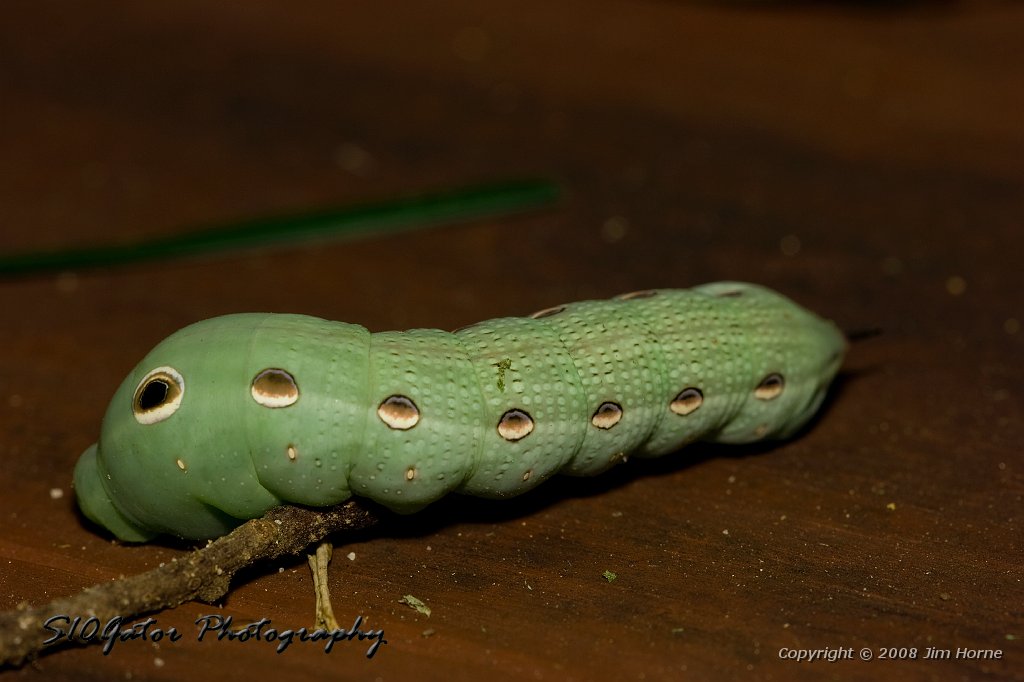 green-worm-090108-7.jpg