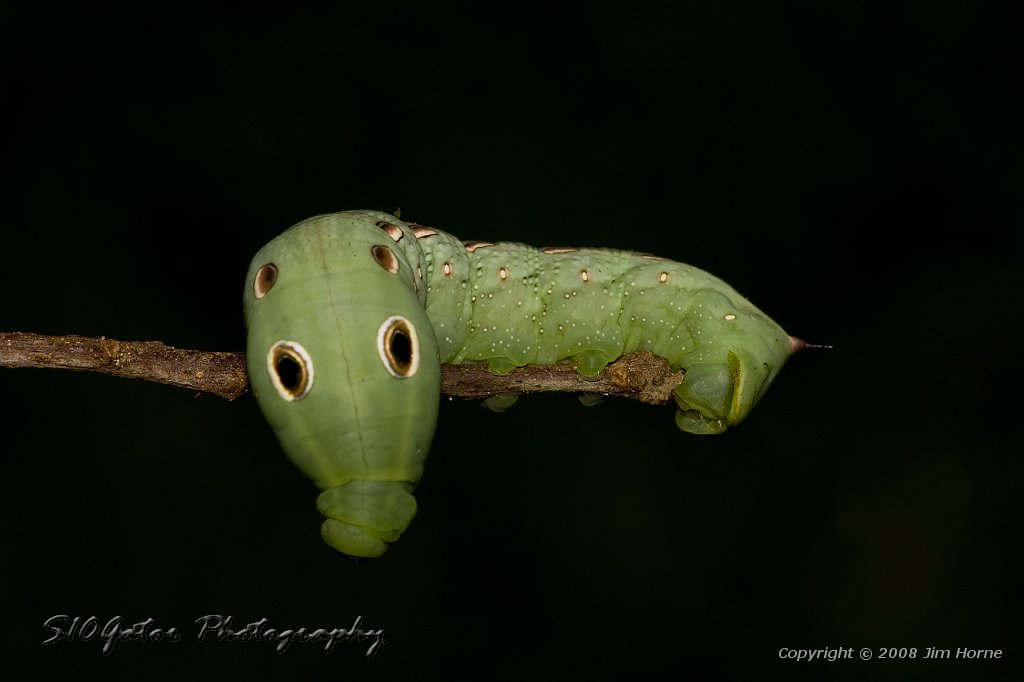 green-worm-090108-8.jpg