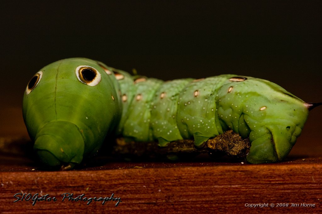 green-worm-090108-9.jpg