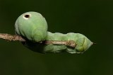 green-worm-090108-0