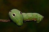 green-worm-090108-1