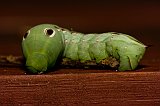 green-worm-090108-2