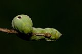 green-worm-090108-5