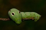 green-worm-090108-6