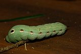 green-worm-090108-7