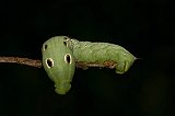 green-worm-090108-8