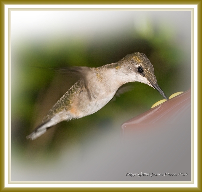 hummingbird-072609-IMG_6964-2.jpg