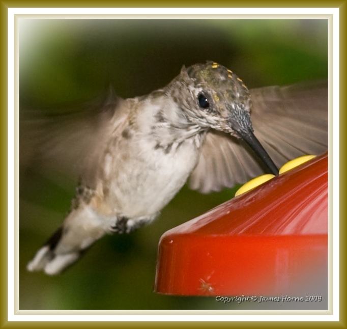 hummingbird-072609-IMG_6964-2c.jpg