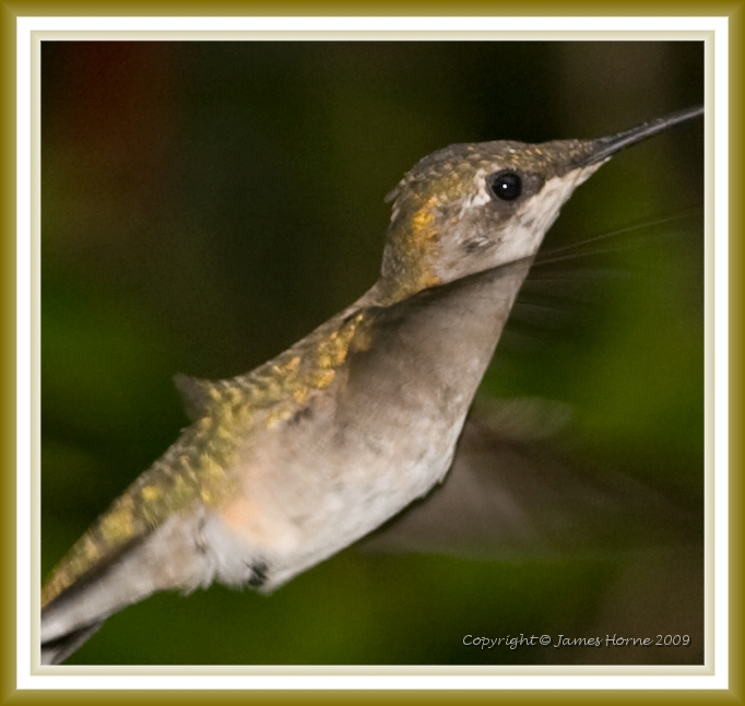 hummingbird-072609-IMG_6964-2d.jpg