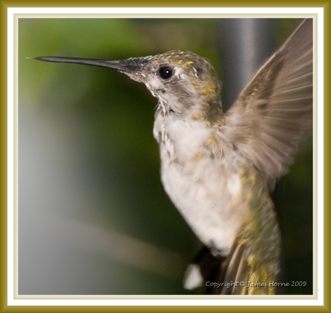 hummingbird-4.jpg