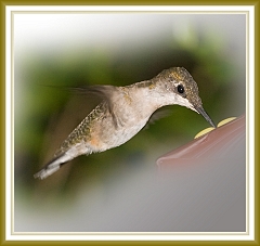 hummingbird-072609-IMG_6964-2