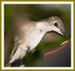 hummingbird-3