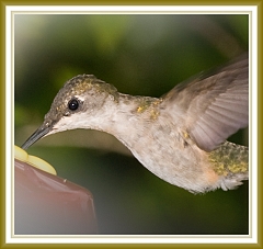 hummingbird-5
