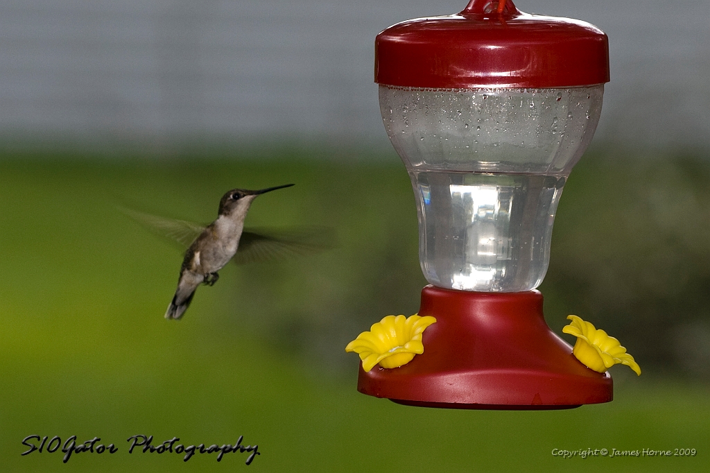 hummingbird-071209-IMG_6879.jpg
