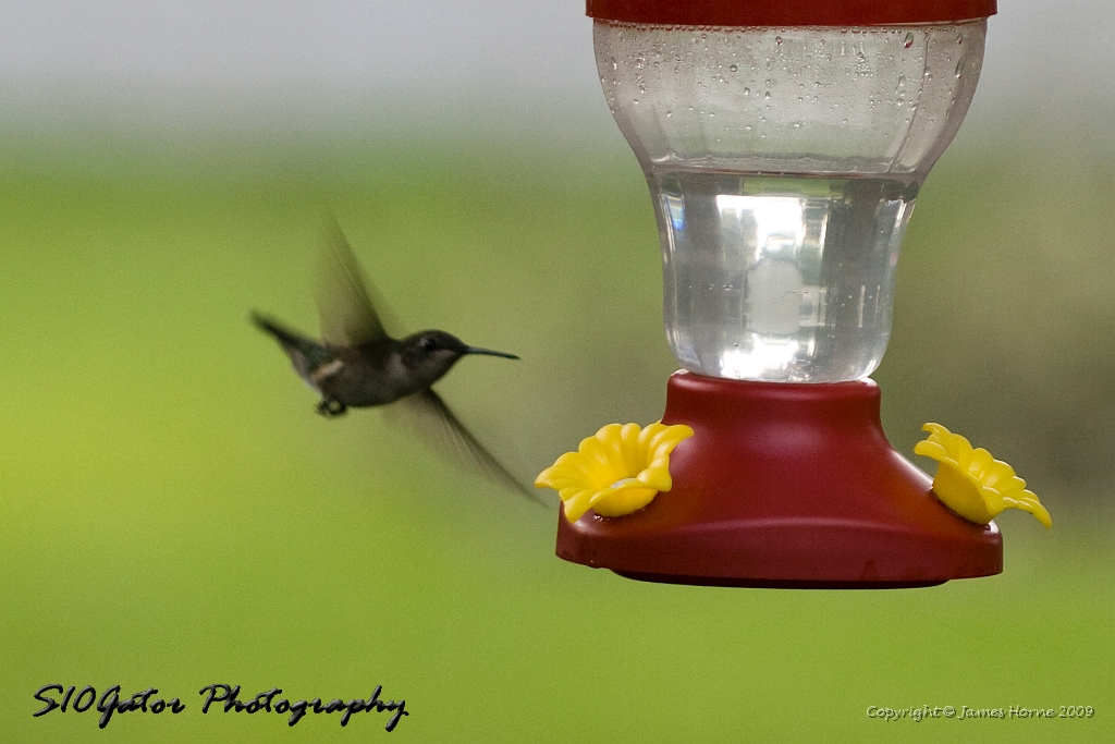 hummingbird-071209-IMG_6880.jpg