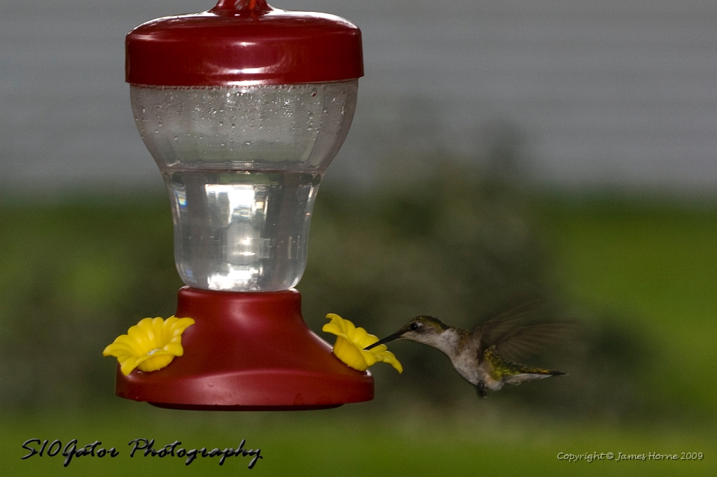 hummingbird-071209-IMG_6890.jpg