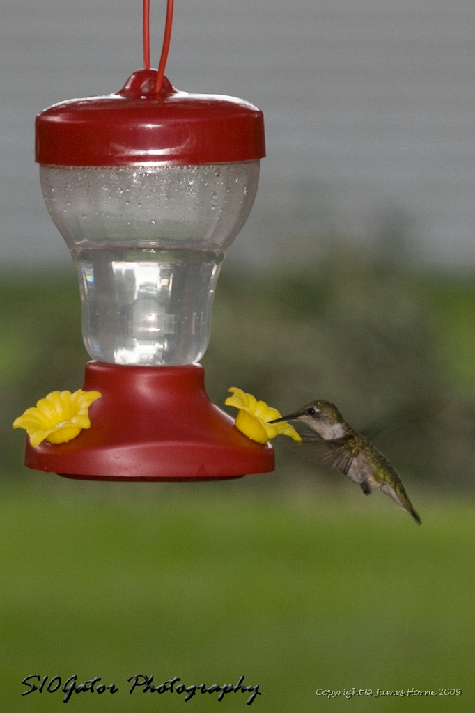 hummingbird-071209-IMG_6892.jpg