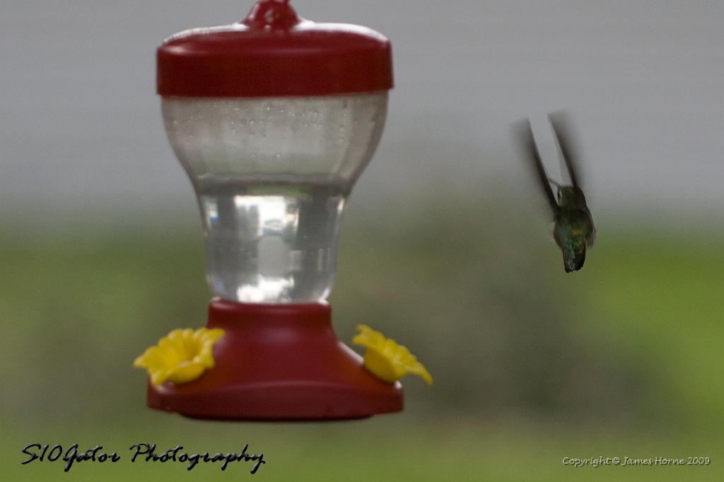 hummingbird-071209-IMG_6896.jpg