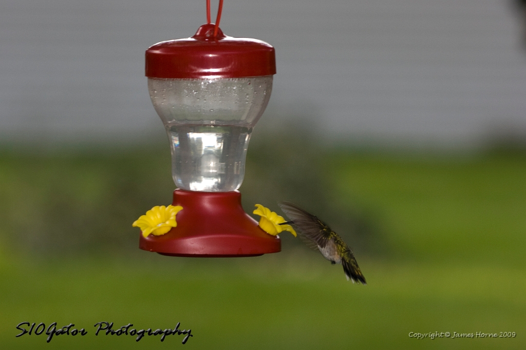 hummingbird-071209-IMG_6906.jpg