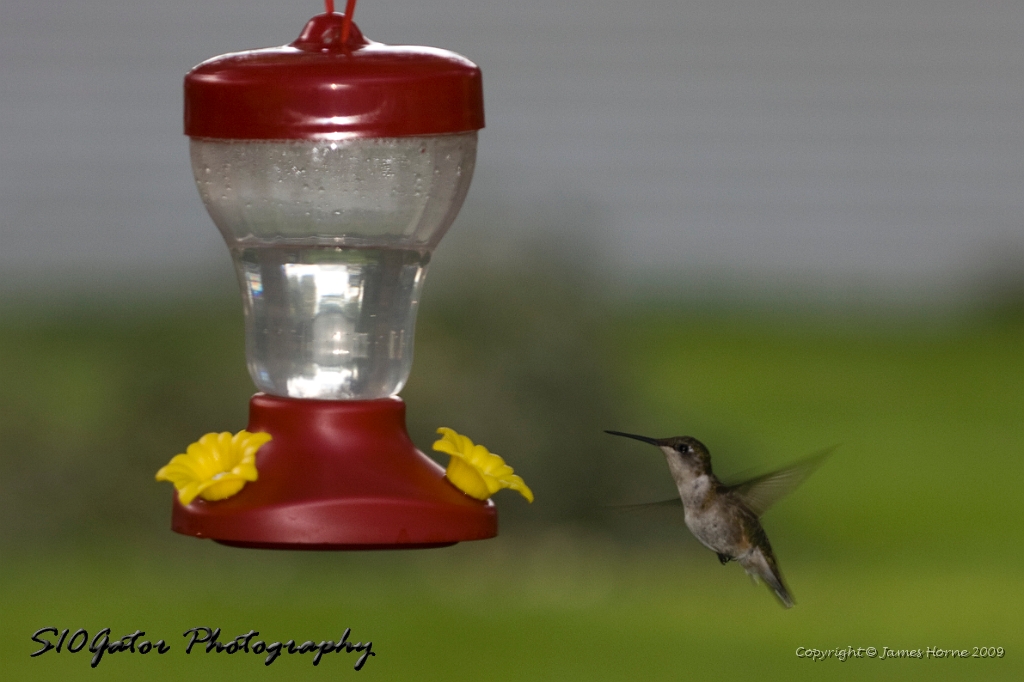 hummingbird-071209-IMG_6907.jpg