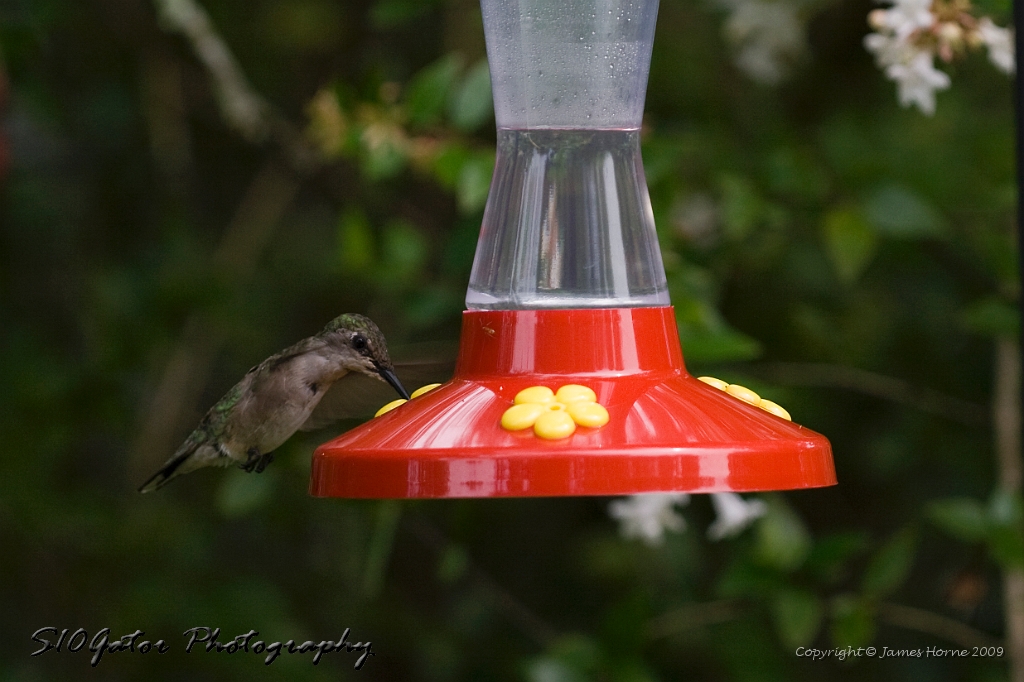 hummingbird-072609-IMG_6948.jpg