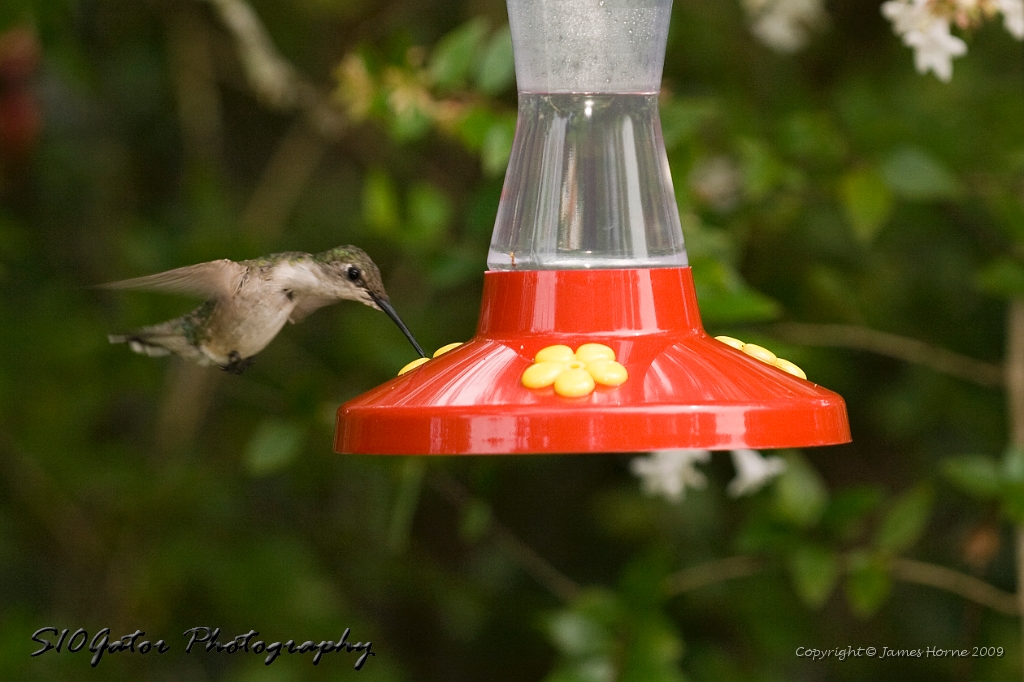 hummingbird-072609-IMG_6950.jpg
