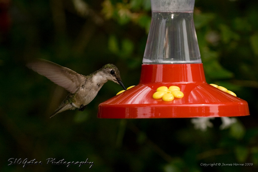 hummingbird-072609-IMG_6952.jpg