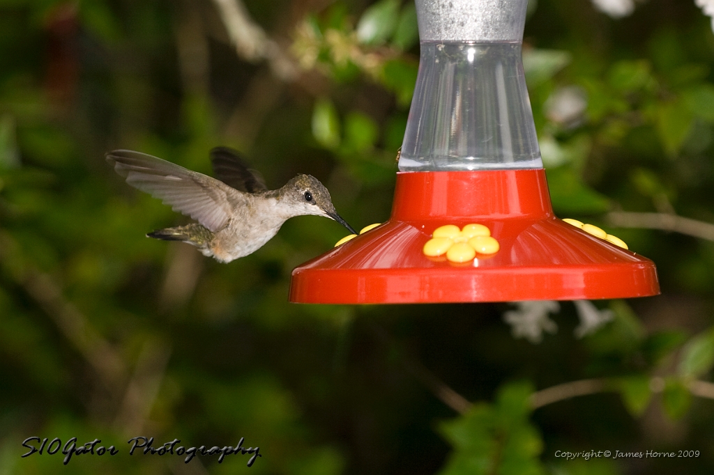 hummingbird-072609-IMG_6968.jpg