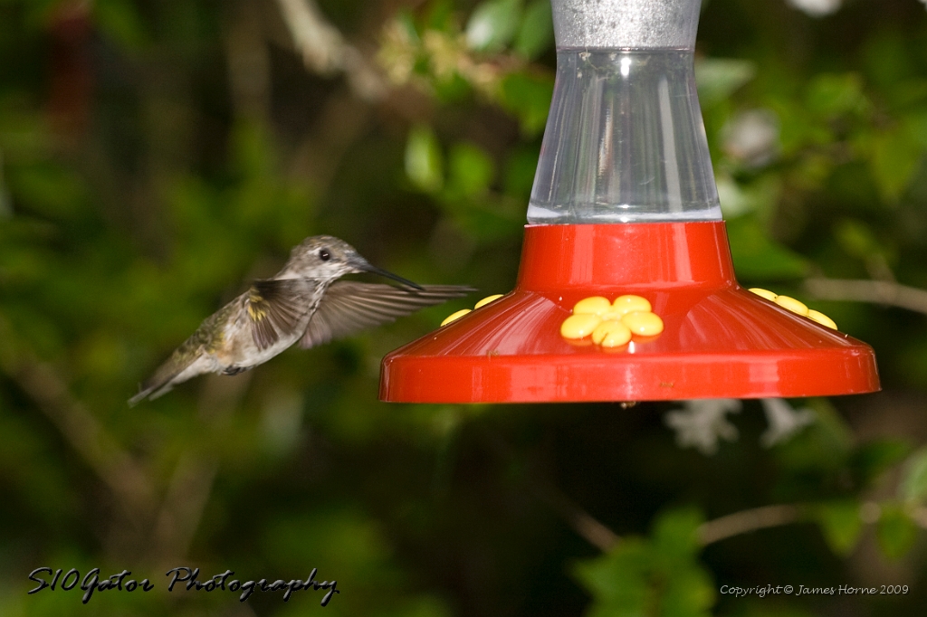 hummingbird-072609-IMG_6983.jpg