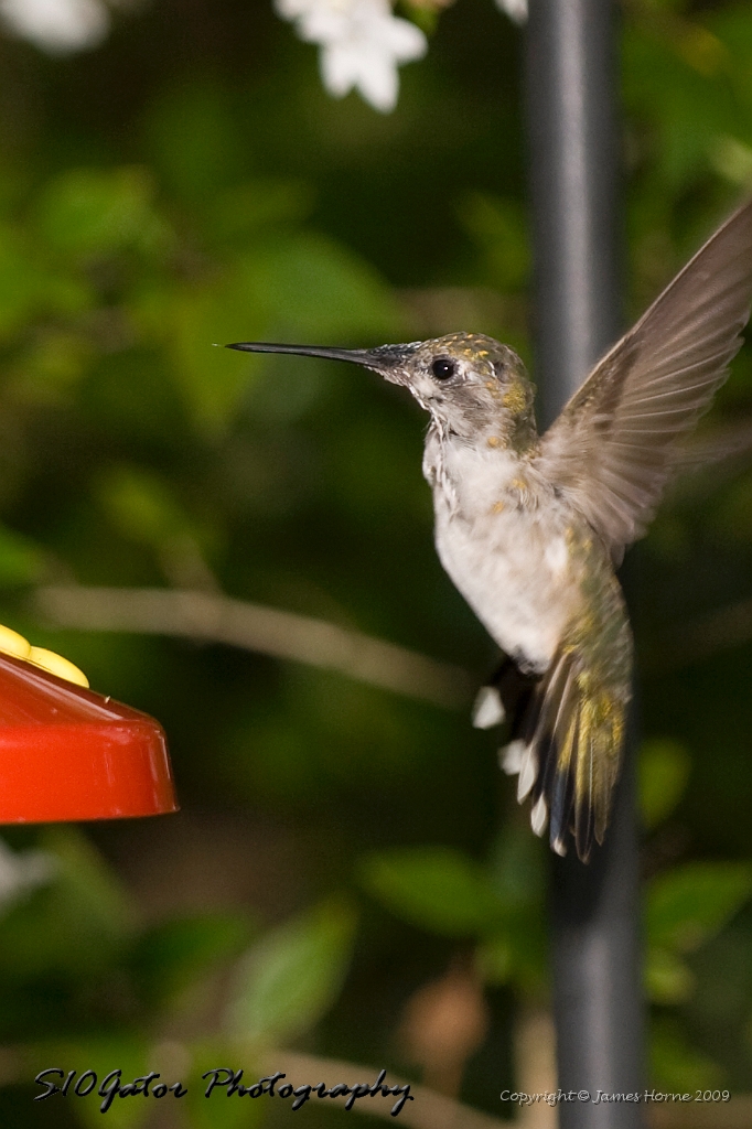 hummingbird-072609-IMG_7004.jpg
