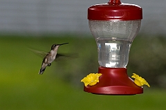 hummingbird-071209-IMG_6879