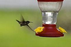 hummingbird-071209-IMG_6880