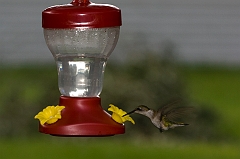 hummingbird-071209-IMG_6890