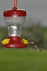 hummingbird-071209-IMG_6892