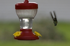 hummingbird-071209-IMG_6896