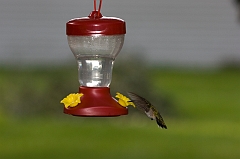 hummingbird-071209-IMG_6906