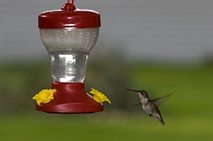 hummingbird-071209-IMG_6907