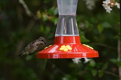 hummingbird-072609-IMG_6948