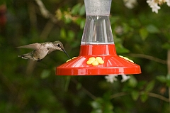 hummingbird-072609-IMG_6950