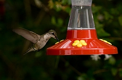 hummingbird-072609-IMG_6952