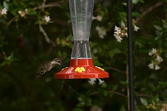 hummingbird-072609-IMG_6954