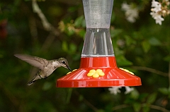 hummingbird-072609-IMG_6955