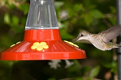 hummingbird-072609-IMG_6963