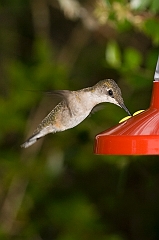 hummingbird-072609-IMG_6964
